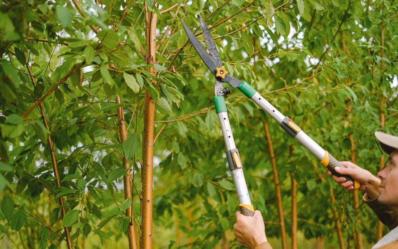 Tree trimming in Rancho Cucamonga, CA